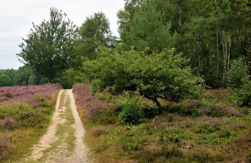 Fietsroute Oirschotse heide